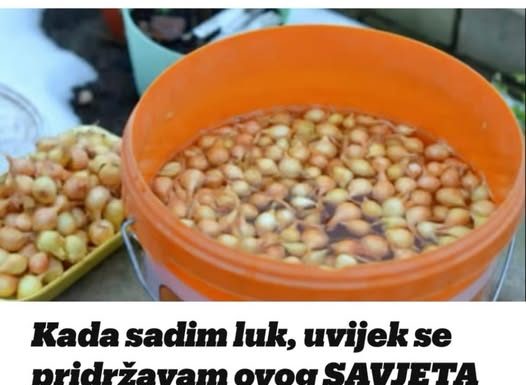Kada sadim luk, uvijek se pridržavam ovog SAVJETA mog dede: Godinama imam takav rod da mu se i komšije dive!