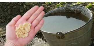 Kad u vodu dodam OVO, sve biljke bukte kao požar: Tajna obilne žetve, paradajza, krastavci i prekrasne sobne biljke!