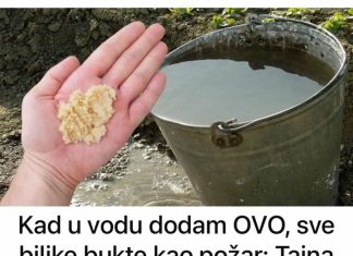 Kad u vodu dodam OVO, sve biljke bukte kao požar: Tajna obilne žetve, paradajza, krastavci i prekrasne sobne biljke!