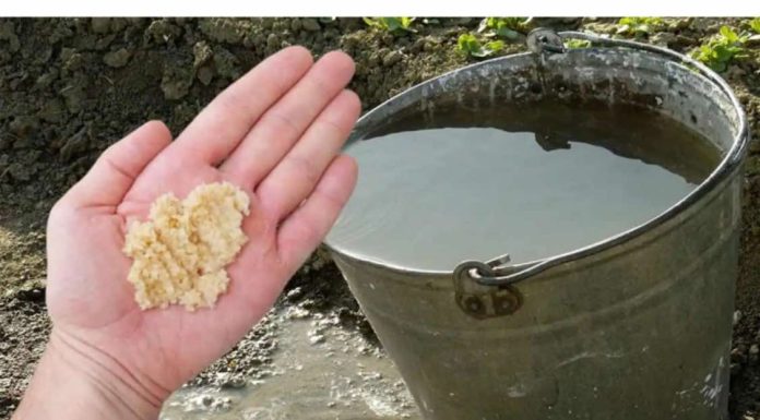 Kad u vodu dodam OVO, sve biljke bukte kao požar: Tajna obilne žetve, paradajza, krastavci i prekrasne sobne biljke!