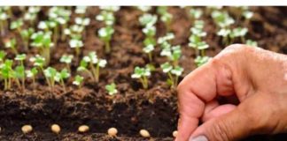 POPIS POVRĆA koje možete sijati u Februaru i koje će vam DONIJETI ranu berbu!