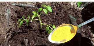 UZ OVO UVIJEK SADITE PARADAJZ! Veći plodovi bez bolesti..