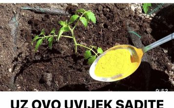 UZ OVO UVIJEK SADITE PARADAJZ! Veći plodovi bez bolesti..
