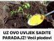 UZ OVO UVIJEK SADITE PARADAJZ! Veći plodovi bez bolesti..