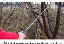 OVIM prskajte voćke već u februaru: NIJEDNA gljivica ili štetočina neće imati šanse!