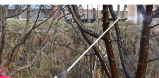 OVIM prskajte voćke već u februaru: NIJEDNA gljivica ili štetočina neće imati šanse!