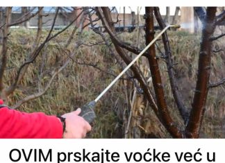 OVIM prskajte voćke već u februaru: NIJEDNA gljivica ili štetočina neće imati šanse!