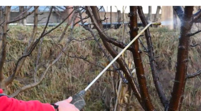 OVIM prskajte voćke već u februaru: NIJEDNA gljivica ili štetočina neće imati šanse!