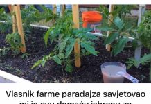 Vlasnik farme paradajza savjetovao mi je ovu domaću ishranu za paradajz: Godinama nisam kupovao đubrivo iz prodavnice, BERBA JE NEVJEROVATNA!