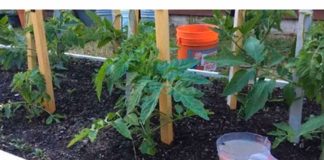 Vlasnik farme paradajza savjetovao mi je ovu domaću ishranu za paradajz: Godinama nisam kupovao đubrivo iz prodavnice, BERBA JE NEVJEROVATNA!