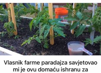 Vlasnik farme paradajza savjetovao mi je ovu domaću ishranu za paradajz: Godinama nisam kupovao đubrivo iz prodavnice, BERBA JE NEVJEROVATNA!