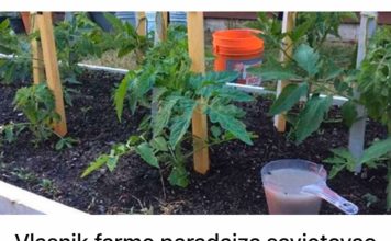 Vlasnik farme paradajza savjetovao mi je ovu domaću ishranu za paradajz: Godinama nisam kupovao đubrivo iz prodavnice, BERBA JE NEVJEROVATNA!