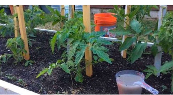 Vlasnik farme paradajza savjetovao mi je ovu domaću ishranu za paradajz: Godinama nisam kupovao đubrivo iz prodavnice, BERBA JE NEVJEROVATNA!