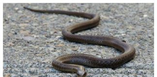 Evo čega se zmije najviše plaše: Ovo stavite u dvorište na proljeće i zaštitite kuću