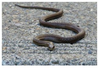 Evo čega se zmije najviše plaše: Ovo stavite u dvorište na proljeće i zaštitite kuću