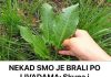 NEKAD SMO JE BRALI PO LIVADAMA: Skupa I Rijetka Namirnica Pospješuje Rad Jetre I Creva