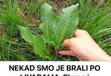 NEKAD SMO JE BRALI PO LIVADAMA: Skupa I Rijetka Namirnica Pospješuje Rad Jetre I Creva