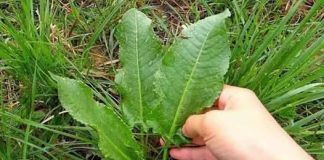 NEKAD SMO JE BRALI PO LIVADAMA: Skupa I Rijetka Namirnica Pospješuje Rad Jetre I Creva