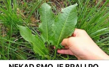 NEKAD SMO JE BRALI PO LIVADAMA: Skupa I Rijetka Namirnica Pospješuje Rad Jetre I Creva