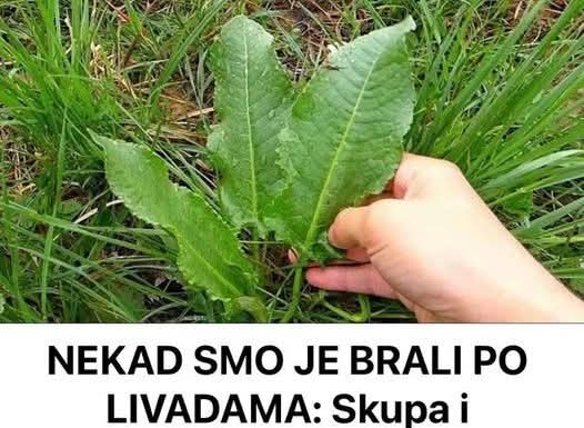 NEKAD SMO JE BRALI PO LIVADAMA: Skupa I Rijetka Namirnica Pospješuje Rad Jetre I Creva