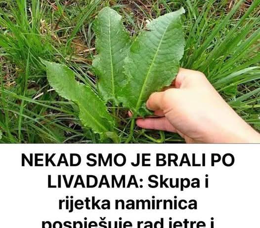 NEKAD SMO JE BRALI PO LIVADAMA: Skupa I Rijetka Namirnica Pospješuje Rad Jetre I Creva