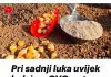 Pri sadnji luka uvijek dodajem OVO, zato su glavice uvijek krupne.