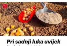 Pri sadnji luka uvijek dodajem OVO, zato su glavice uvijek krupne.