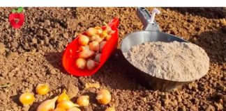 Pri sadnji luka uvijek dodajem OVO, zato su glavice uvijek krupne.