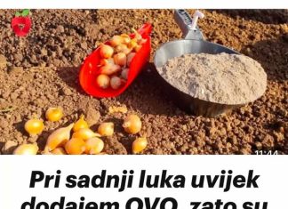 Pri sadnji luka uvijek dodajem OVO, zato su glavice uvijek krupne.