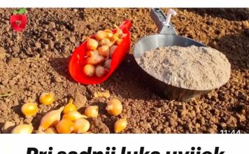 Pri sadnji luka uvijek dodajem OVO, zato su glavice uvijek krupne.