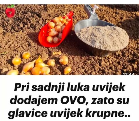 Pri sadnji luka uvijek dodajem OVO, zato su glavice uvijek krupne.
