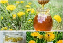 DOMAĆI Med od maslačka sa limunom. Bez KUHANJA! 🍯 🍯