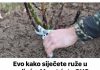 Evo kako siječete ruže u proljeće: Morat ćete OVO uraditi u proljeće, procvjetaće kao nikada prije!
