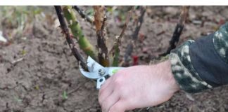 Evo kako siječete ruže u proljeće: Morat ćete OVO uraditi u proljeće, procvjetaće kao nikada prije!