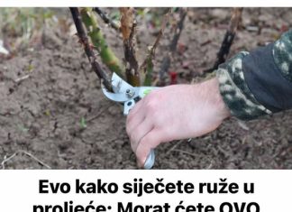 Evo kako siječete ruže u proljeće: Morat ćete OVO uraditi u proljeće, procvjetaće kao nikada prije!