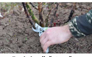 Evo kako siječete ruže u proljeće: Morat ćete OVO uraditi u proljeće, procvjetaće kao nikada prije!