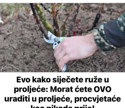 Evo kako siječete ruže u proljeće: Morat ćete OVO uraditi u proljeće, procvjetaće kao nikada prije!