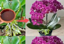 SIPAO SAM OVO NA KORIJENJE! Odjednom je orhideja procvjetala samnogo grana i pustila zdravo korijenje