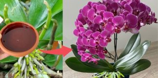 SIPAO SAM OVO NA KORIJENJE! Odjednom je orhideja procvjetala samnogo grana i pustila zdravo korijenje