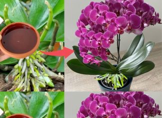 SIPAO SAM OVO NA KORIJENJE! Odjednom je orhideja procvjetala samnogo grana i pustila zdravo korijenje