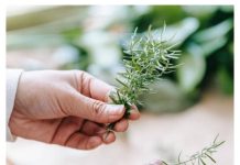 Grančica ove biljke rješava ogroman problem u spavaćoj sobi, ali samo ako je stavite kod prozora