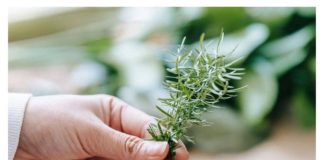 Grančica ove biljke rješava ogroman problem u spavaćoj sobi, ali samo ako je stavite kod prozora