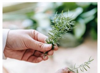 Grančica ove biljke rješava ogroman problem u spavaćoj sobi, ali samo ako je stavite kod prozora