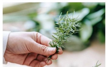 Grančica ove biljke rješava ogroman problem u spavaćoj sobi, ali samo ako je stavite kod prozora