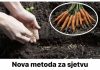 Nova metoda zasjetvu MRKVE u vrtu: Isprobajte ovaj TRIK i urod će biti 5 puta ve