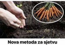 Nova metoda zasjetvu MRKVE u vrtu: Isprobajte ovaj TRIK i urod će biti 5 puta ve