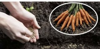 Nova metoda zasjetvu MRKVE u vrtu: Isprobajte ovaj TRIK i urod će biti 5 puta ve