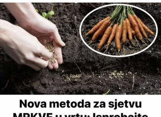 Nova metoda zasjetvu MRKVE u vrtu: Isprobajte ovaj TRIK i urod će biti 5 puta ve