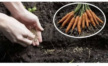 Nova metoda zasjetvu MRKVE u vrtu: Isprobajte ovaj TRIK i urod će biti 5 puta ve