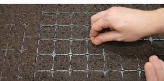 Točan DATUM sjetve paradajza, paprike, krastavaca i mrkve u 2026. godini: Vrtlari, ZAPIŠITE OVO!